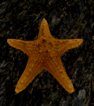 Thumbnail for version as of 00:07, 7 November 2020