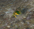 Thumbnail for version as of 07:37, 2 February 2025